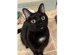 Adopt June Bug a Black (Mostly) Domestic Shorthair (short coat) cat in Wartrace