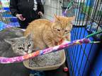 Adopt Twister a Orange or Red Domestic Shorthair (short coat) cat in Walla