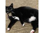Adopt Glitter a Black & White or Tuxedo Domestic Shorthair (short coat) cat in