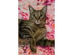 Adopt Lilly a Brown Tabby Domestic Shorthair (short coat) cat in Monroe