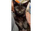Adopt Sabre a Black (Mostly) Domestic Shorthair (short coat) cat in Brick