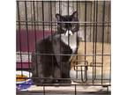 Adopt Burgle a Black & White or Tuxedo Domestic Shorthair (short coat) cat in