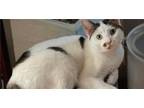 Adopt Lucy a White (Mostly) Domestic Shorthair (short coat) cat in Brick