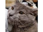 Adopt Pewter a Gray or Blue (Mostly) Domestic Shorthair (short coat) cat in