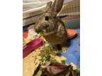 Adopt Peter a Agouti Other/Unknown / Mixed (short coat) rabbit in Brick