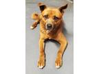 Adopt Percy a Red/Golden/Orange/Chestnut Australian Cattle Dog / Chiweenie /