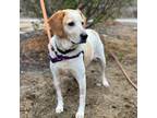 Adopt CoCo a Tan/Yellow/Fawn Hound (Unknown Type) / Mixed dog in East Hampton