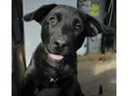 Adopt Sas(Quatch) Sassy a Black - with White Labrador Retriever / Australian