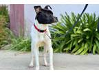Adopt Jack a Black - with White Rat Terrier / Pit Bull Terrier / Mixed dog in