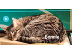 Adopt Bonnie a Brown Tabby Domestic Shorthair (short coat) cat in CLEVELAND