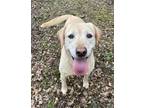 Adopt Gurdy a Tan/Yellow/Fawn Labrador Retriever / Mixed dog in Heber Springs