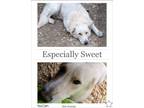 Adopt Luna a White Alaskan Malamute / Great Pyrenees / Mixed dog in East Dundee