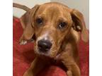 Adopt Gunnar a Brown/Chocolate Coonhound / Mixed Breed (Medium) / Mixed dog in