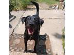 Adopt Barbara Jean a Black Labrador Retriever / Mixed Breed (Medium) / Mixed dog