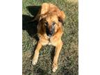 Adopt Rose a Golden Retriever, German Shepherd Dog