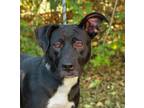 Adopt Cacia a Pit Bull Terrier