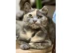 Adopt Momo a Calico or Dilute Calico Domestic Shorthair cat in New York