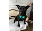 Adopt Madame T a Mixed Breed