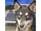 Adopt Ariel a Husky