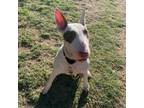 Adopt Velveeta a Bull Terrier