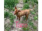 Adopt Taco a Basenji / Mixed dog in Topeka, KS (38481890)
