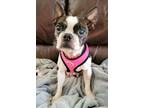 Adopt ABIGAIL a Boston Terrier