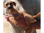 Adopt ANNA a Tan/Yellow/Fawn - with Black Terrier (Unknown Type