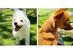 Adopt TINY Pair TERRIER and CHI a White - with Red, Golden