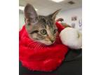 Adopt Pumkin a Tabby