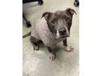 Adopt SHELLY a American Staffordshire Terrier