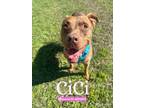 Adopt CICI a American Staffordshire Terrier