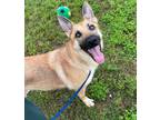 Adopt Annie Oakley a German Shepherd Dog, Mixed Breed