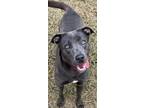 Adopt JENGA a Weimaraner, Mixed Breed