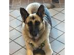 Adopt Ellie Mae Bojangles a German Shepherd Dog
