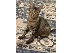 Adopt Simone - North Conroe Petsmart (GW) a Tabby, Domestic Short Hair