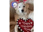 Adopt Kendall a Great Pyrenees