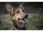 Adopt Sophie a Doberman Pinscher, German Shepherd Dog