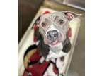 Adopt Mystic a American Staffordshire Terrier, Mixed Breed