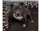 Adopt Moxxi (Adoption Fee Sponsored!) a Pit Bull Terrier