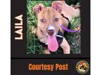 Adopt LAILA #2 a Yellow Labrador Retriever, American Staffordshire Terrier