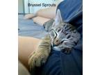 Adopt Brussel Sprouts a Tabby