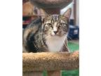 Adopt Macy a Domestic Short Hair