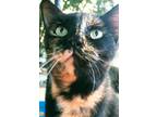 Adopt Celeste a Tortoiseshell