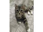 Adopt Dunkin a Spotted Tabby/Leopard Spotted Domestic Shorthair cat in