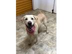 Adopt Mandie a Labrador Retriever