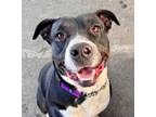 Adopt Frankie - Foster or Adopt Me! a American Staffordshire Terrier, Boxer