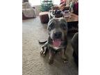 Adopt Stormy a Pit Bull Terrier, Mixed Breed