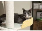 Adopt Princess Diana a Domestic Short Hair