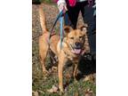 Adopt Sunshine - running partner a Feist