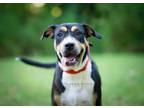 Adopt Sheila aka Havoc a Hound, Pit Bull Terrier